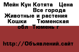 Мейн Кун Котята › Цена ­ 15 000 - Все города Животные и растения » Кошки   . Тюменская обл.,Тюмень г.